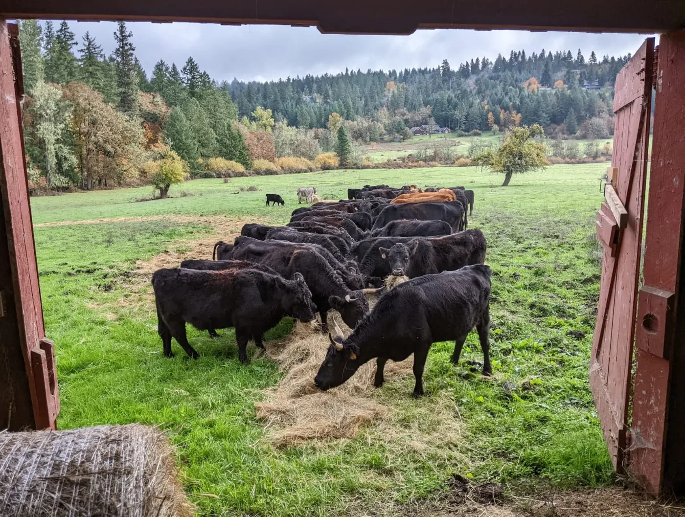 Black Angus herd at Spencer Shadow Ranch